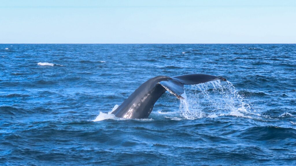 walvissen spotten met glentl Giants