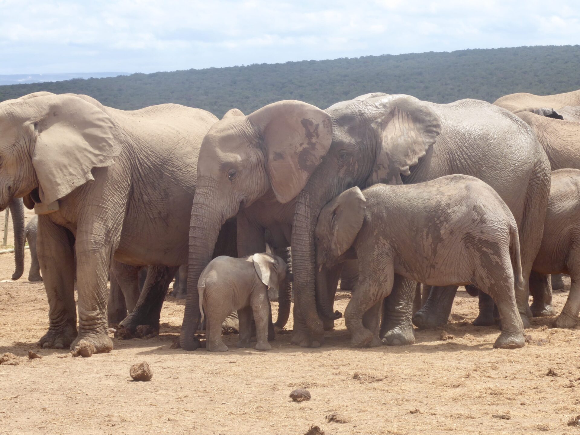 Op Safari met de kinderen in Zuid-Afrika